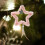 Plush Star Christmas Ornament Pink 9.3 in 3