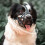 Dog Muzzle Soft Breathable Adjustable for Small Medium 6