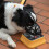 Dog Muzzle Soft Breathable Adjustable for Small Medium 8