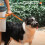 Dog Muzzle Soft Breathable Adjustable for Small Medium 4
