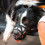 Dog Muzzle Soft Breathable Adjustable for Small Medium 5