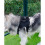 This Backpack, Specifically Designed for Medium to Large-Sized Dogs, is Suitable for Pet Walks, Training 4