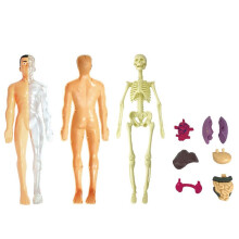 5X 3D Human Body Anatomy Model Children Plastic DIY Skeleton Toy Science Early Learning Aids Educational Toys