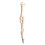 Anatomy Pen White Bone Model Black Ink Refill 1pc 1
