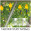 Acrylic Bird Perch Stand with Suction Cup for Parrot Cage 3