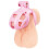 Blue Line Humiliation Prisoner Small Pink Chastity Cage 1