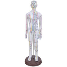 Human Acupoint Model Male Female with Numbered Points