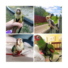 Papageien-Vogelgeschirr, Leine, Outdoor-Flugzuggurt, Flugtrainingsseil-Set für Vögel, Papageien-bl
