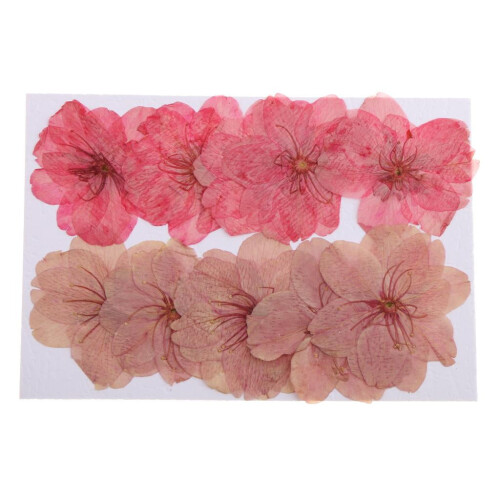 Pressed Dried Cherry Blossom Flowers for Scrapbooking 10 1