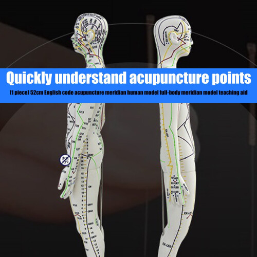 Human Acupoint Model Male Female with Numbered Points 1