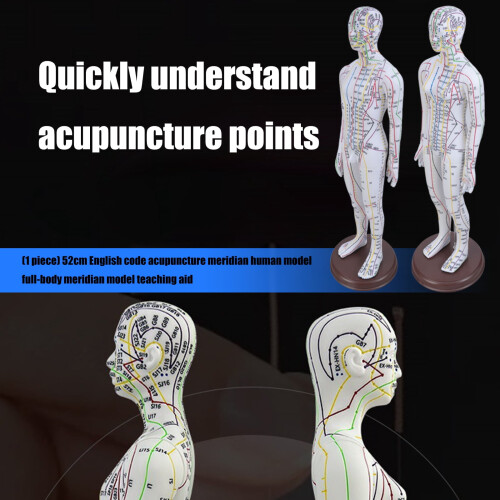 Human Acupoint Model Male Female with Numbered Points 2