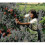 Fruktplockningspåse Orchard plockningspåse Plockförkläde 3