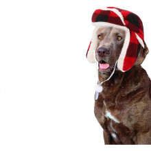(As show, One size) Chapeau pour chien avec cache-oreilles, chaud et ajustable, en coton et peluche, pour chiens de petite