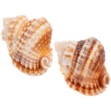 (As show, One size) Lot de 2 coquillages décoratifs naturels pour aquarium