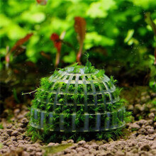 Aquatic Pet Supplies Dekorationer Akvarium Moss Levande Växter Filterdekor