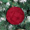 Christmas Ornament Set Burgundy Flocked 10cm 2PC 5