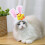Easter Bunny Hat for Cats and Small Dogs Adjustable Pet 1
