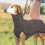 Thermal Dog Winter Coat Wind-Resistant Soft Lining 1