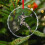 Baseball Pitcher Silhouette Crystal Glass Ornament 1pc 4
