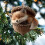 Christmas Hanging Ornaments Forest Theme Multicolor 1