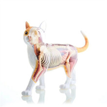 Model Anatomiczny Narządów Zwierzęcych 4D Inteligencja Kota Składanie Zabawek Nauczanie Model Anatomiczny DIY Urządzenia Popularnonaukowe