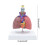 Respiratory Model Life-Size Pathological Lung Anatomy 3