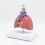 Respiratory Model Life-Size Pathological Lung Anatomy 8