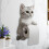 3D Cat Toilet Paper Holder Wall Mount for Bathroom Kitchen 4