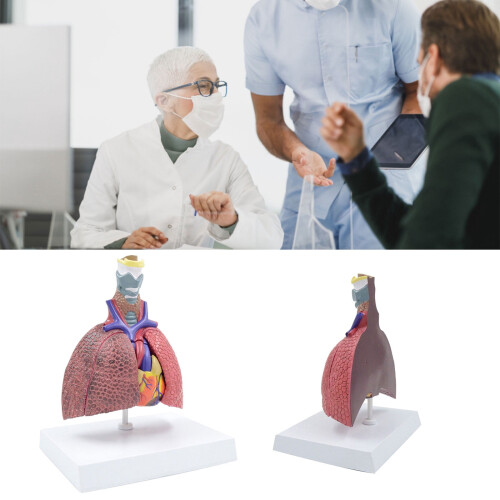 Respiratory Model Life-Size Pathological Lung Anatomy 1