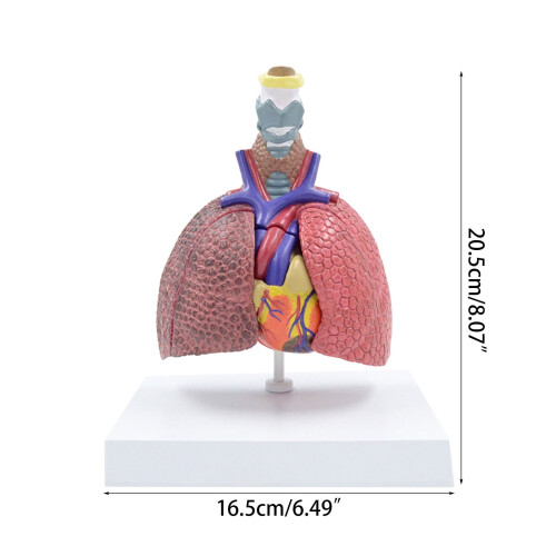 Respiratory Model Life-Size Pathological Lung Anatomy 2