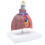 Respiratory Model Life-Size Pathological Lung Anatomy 6