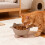 Cat Drinking Bowl Large Capacity Wide Mouth 5