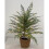 Pre-Lit Green Cypress Tabletop Christmas Tree with Warm 3