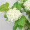 Artificial Snowball Hydrangea Stems Milky White 6 4