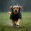 Dog Raincoat with Hood and Eye Shield 1 pc 6