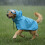 Dog Raincoat with Hood and Eye Shield 1 pc 5