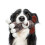 Soft Squeaky Dog Plush Toy for Teething and Aggressive 6
