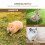 Pet Water Feeder for Rabbits Silver 1 Set 6