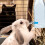 Pet Water Feeder for Rabbit Silver 1 Set 4