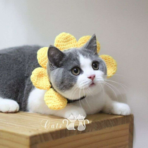 Pet Knitted Wool Hat for Dog Cat Costume Use 2