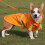 Dog Raincoat Hooded Waterproof Lightweight Reflective S 4