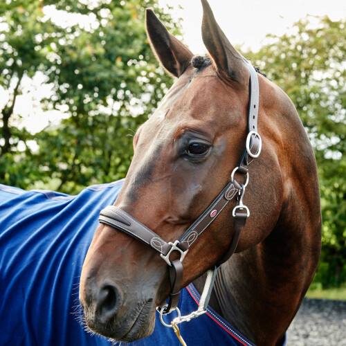 (Full, Havana) Whitaker Chicago Leather Horse Headcollar 2