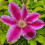 Clematis Dr. Ruppel 2L 1