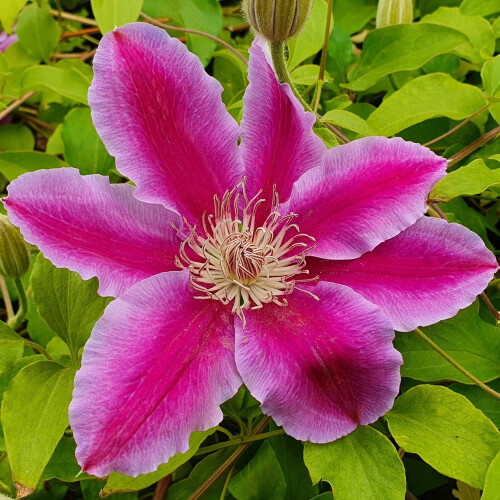 Clematis Dr. Ruppel 2L