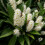 Alloro Ciliegia Otto Luyken 2L 1