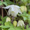 Clematis Albina Plena 2L 1