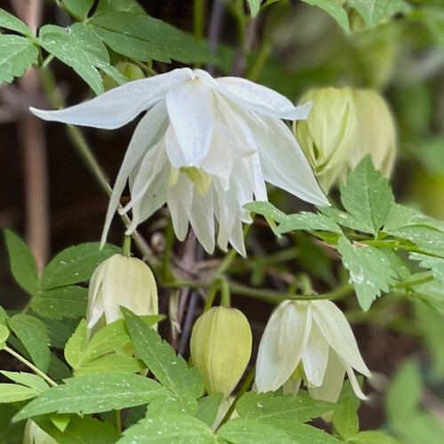Clematis Albina Plena 2L