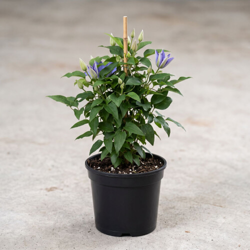 Powojnik Blue Pillar wielkokwiatowy 2L 2