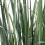 Beliani Artificial Plant BULRUSH 135 cm Green 5
