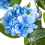 Beliani Artificial Plant HORTENSIUM 90 cm Blue 4